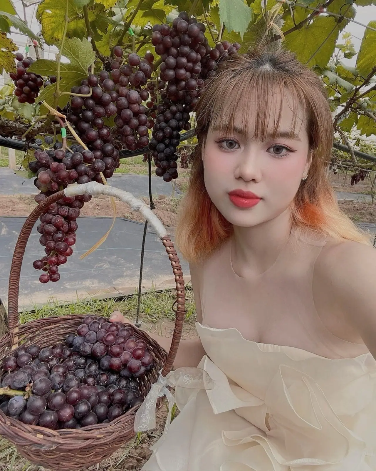 Lạc vào vườn nho thơ mộng - 1